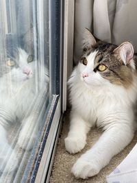 Portrait of a cat looking away