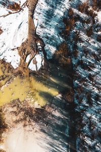 Reflection of trees in puddle