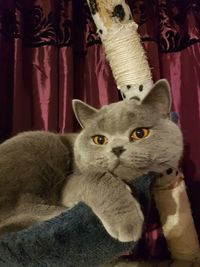 Close-up portrait of cat