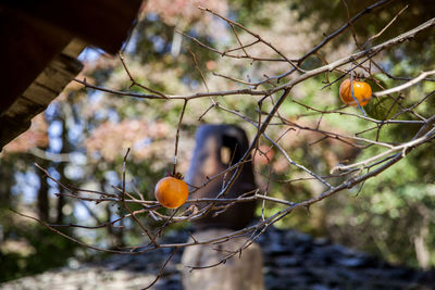 Low angle view of persimmons on twig