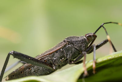 Close-up of assassin bug on green leaf