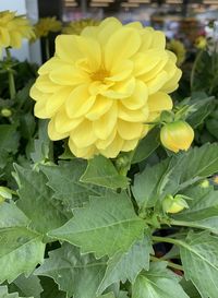 Close-up of yellow flowering plant