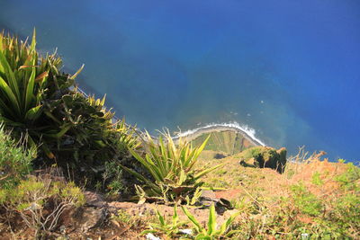 High angle view of plants by sea