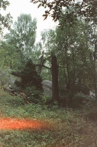 Trees on field in forest against sky