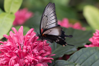 Close-up of butterfly on pink flower