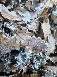 Full frame shot of frosted leaves