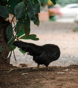 Bird on a field