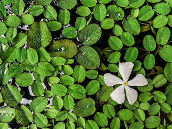 Full frame shot of plants