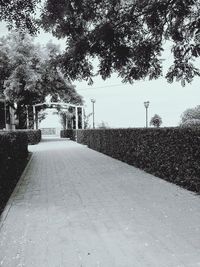 Empty road along trees in park