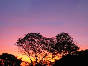 Silhouette of trees at sunset