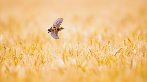 Close-up of a bird flying in the field