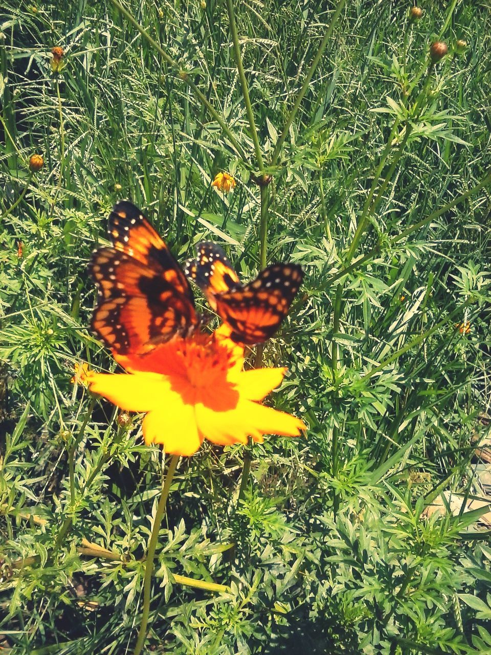 flower, freshness, petal, fragility, growth, grass, flower head, high angle view, beauty in nature, field, plant, nature, green color, blooming, yellow, leaf, single flower, day, orange color, in bloom