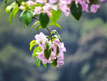Close-up of pink flowers blooming on tree