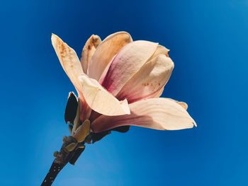 Low angle view of flowering plant against blue sky