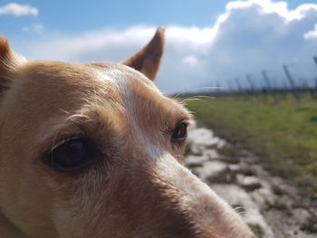 Close-up of dog looking away