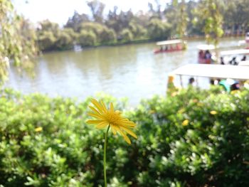 Close-up of yellow flower blooming in lake
