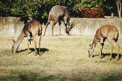 Deer on grassy field at zoo