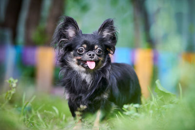 Portrait of dog on field