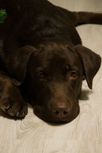 Close-up portrait of dog resting on bed