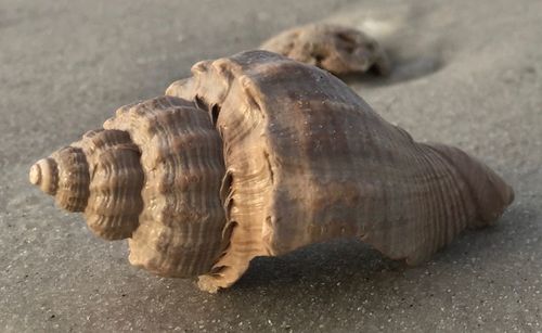 Close-up of animal shell