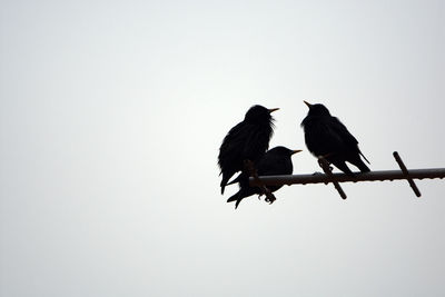 Low angle view of birds perching on cable against sky