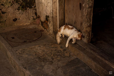 High angle view of cat sleeping