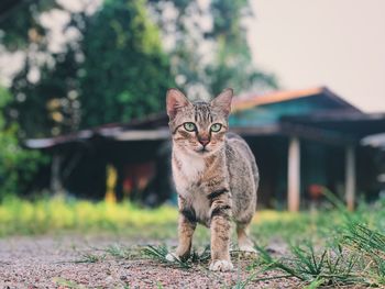 Portrait of cat on plant