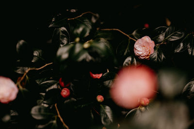 Close-up of pink camellia  plant