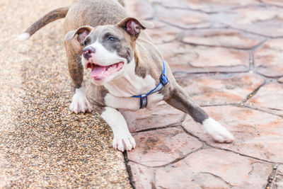 High angle view of dog sitting on footpath