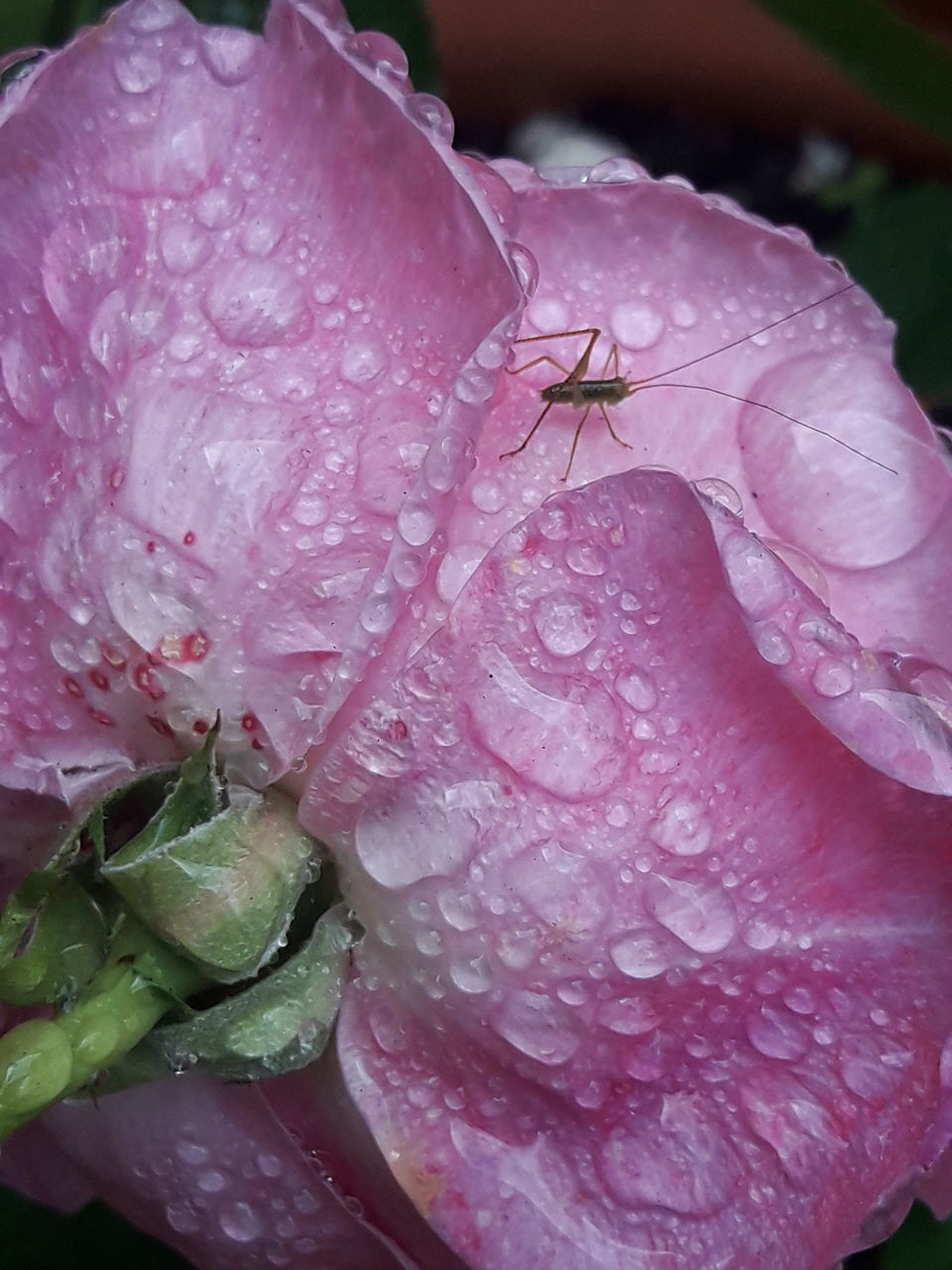 CLOSE-UP OF RAINDROPS ON PINK ROSE