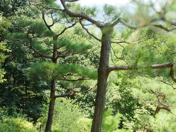 Low angle view of trees in forest