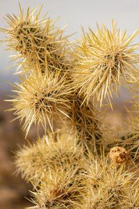 Close-up of cholla cactus in california desert