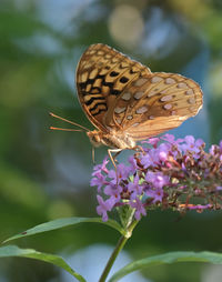 Close-up of butterfly pollinating on purple flower