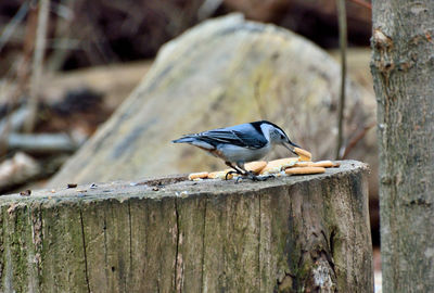 Close-up of bird perching on wooden post