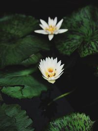 Close-up of white lotus water lily in pond