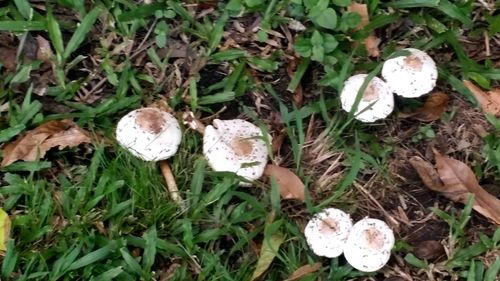 Close-up of mushroom growing on field