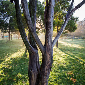 Trees on field