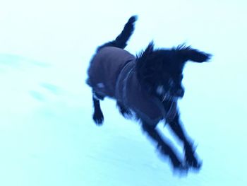 Close-up of dog against blue sky