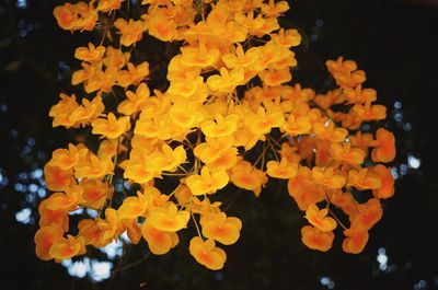 Close-up of yellow flowers during autumn