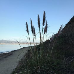 Scenic view of field against clear sky