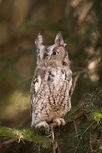 Close-up portrait of owl perching outdoors