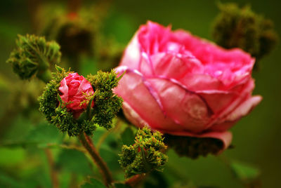 Close-up of pink rose