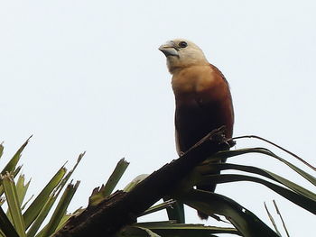 Low angle view of bird perching on branch against sky