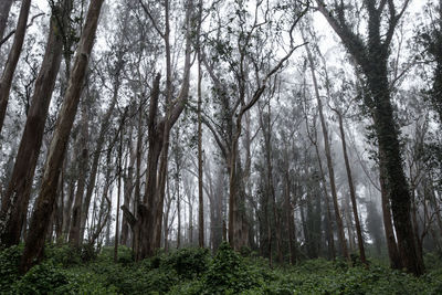 Trees growing in forest