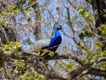 Low angle view of a peacock on branch