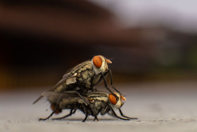 Close-up of housefly