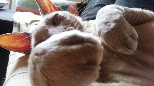 Close-up photo of a cat's paw