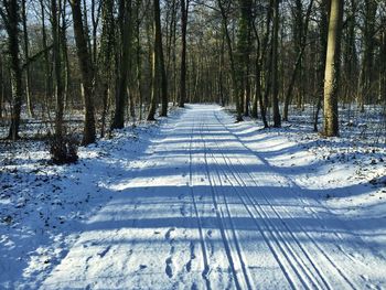 Snow covered land amidst trees in forest