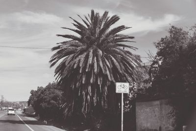 Palm trees against cloudy sky