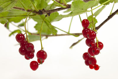 Close-up of red berries growing on tree